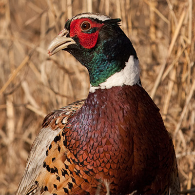 Pheasants in South Dakota